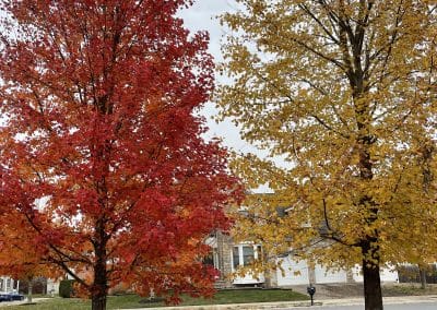 Green Day Landscape Maintenance